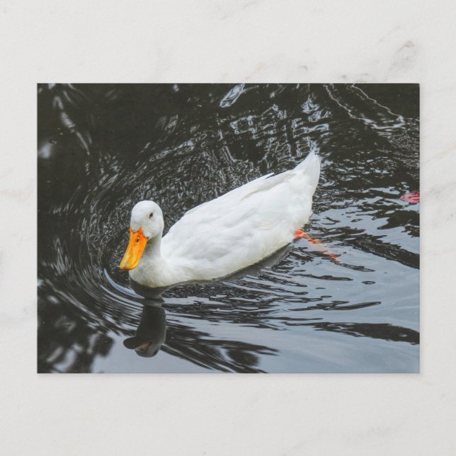 Carte Postale Canard blanc. Lac du parc de Roath, Cardiff, Pays  (Devant)