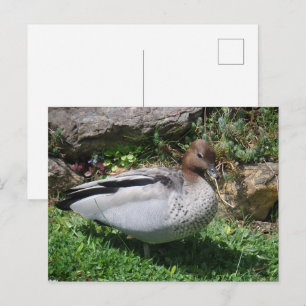 Carte Postale Canard branchu australien dans un jardin tranquill