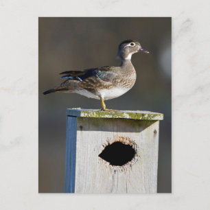 Carte Postale Canard branchu femelle sur un nichoir dans une zon