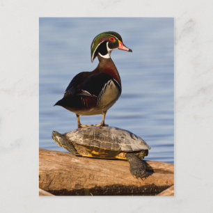 Carte Postale Canard branchu mâle debout sur une Tortue à oreill