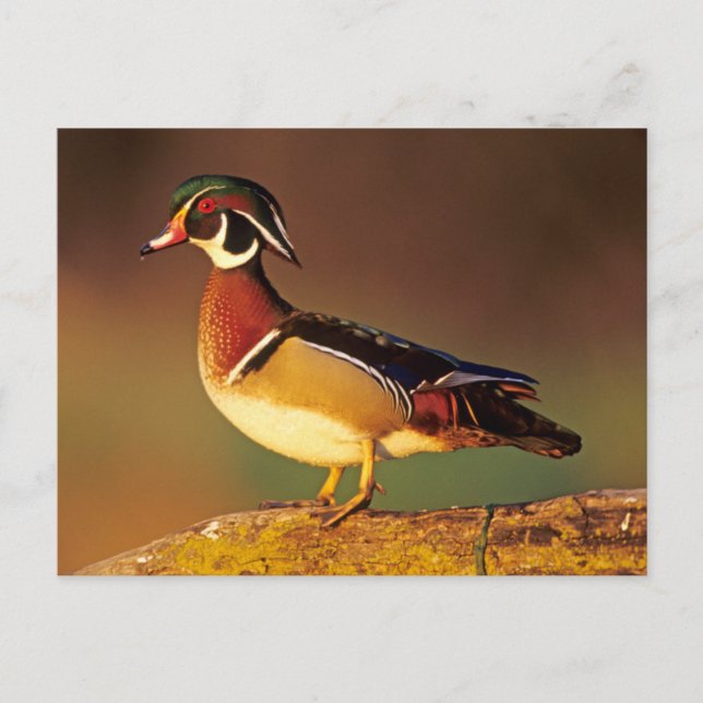 Carte Postale Canard branchu mâle, Illinois (Devant)