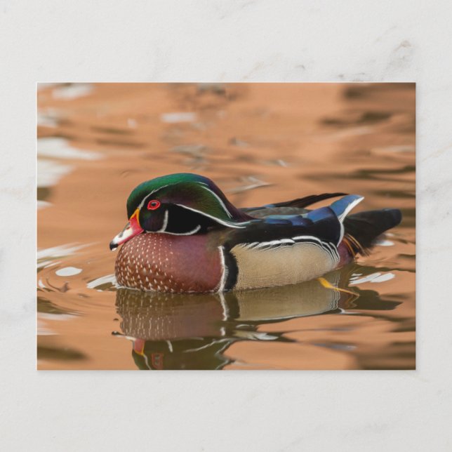 Carte Postale Canard branchu nageant dans l'eau (Devant)