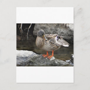 Carte Postale Canard brun mou