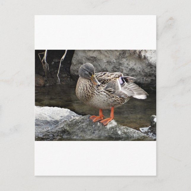 Carte Postale Canard brun mou (Devant)