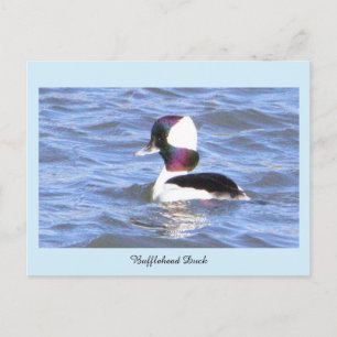 Carte postale canard buffle-tête
