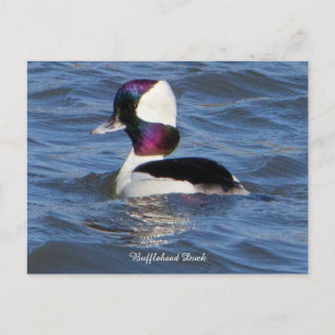Carte postale canard buffle-tête