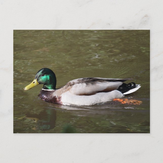 Carte Postale Canard colvert (Devant)