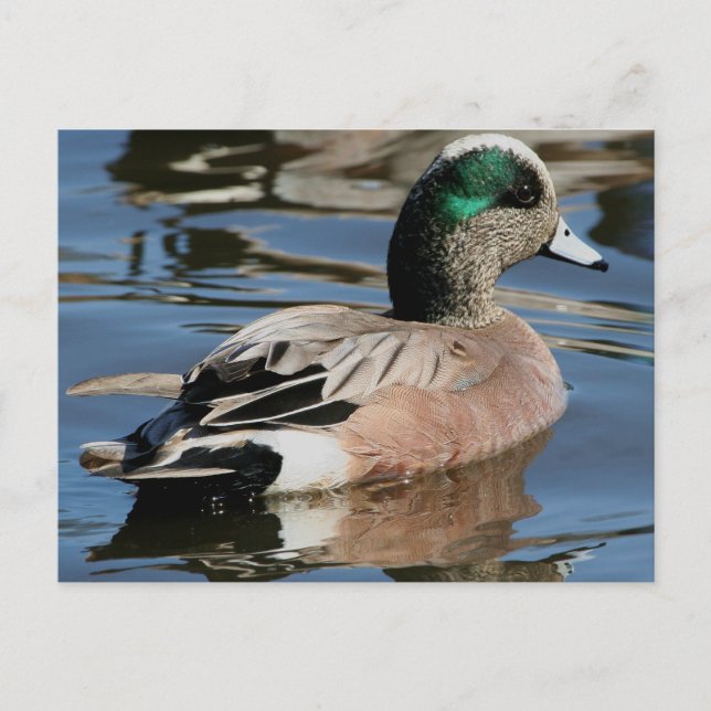 Carte Postale Canard colvert américain (Devant)