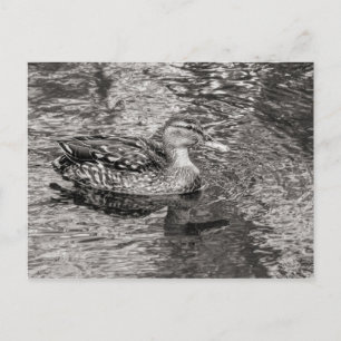 Carte Postale Canard colvert (femelle) Toné chaud noir et blanc