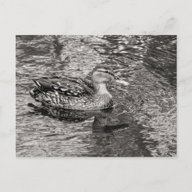 Carte Postale Canard colvert (femelle) Tons chauds Noir et Blanc (Devant)