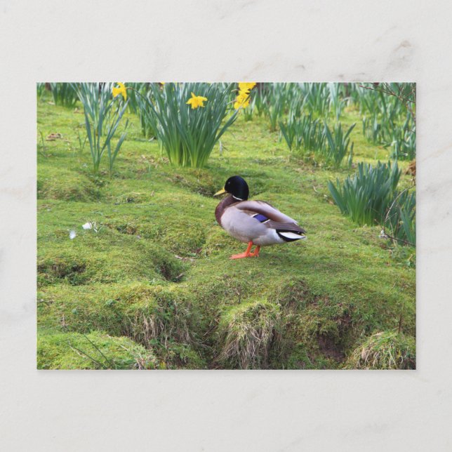Carte Postale Canard colvert sur la rive d'une rivière (Devant)