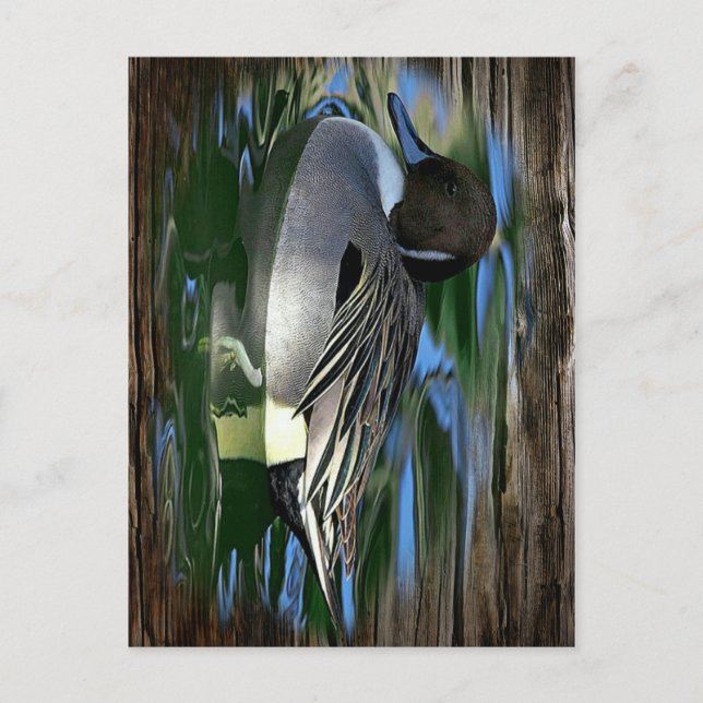 Carte Postale Canard colvert sur le lac (Devant)