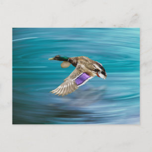 Carte Postale Canard colvert volant