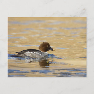Carte Postale Canard commun de Goldeneye