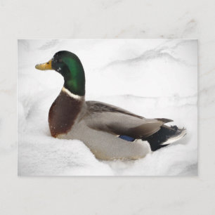 Carte Postale Canard dans la neige