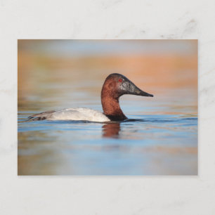 Carte Postale Canard de Canvasback mâle