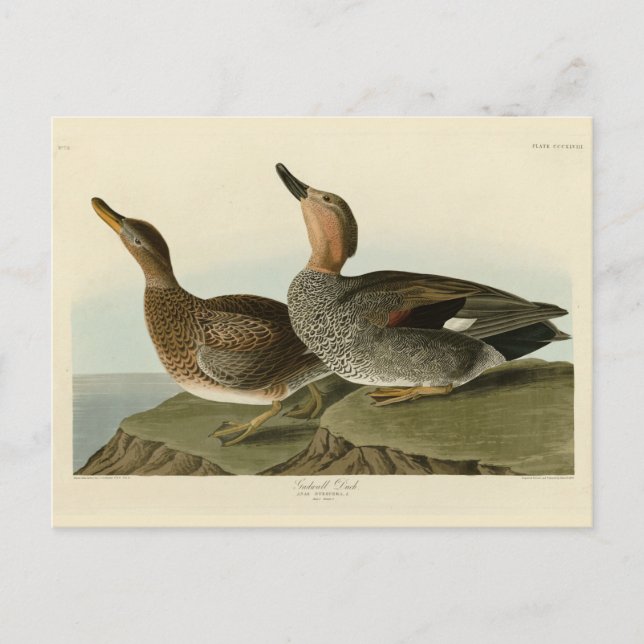 Carte Postale Canard de Gadwall - Les oiseaux d'Amérique de John (Devant)