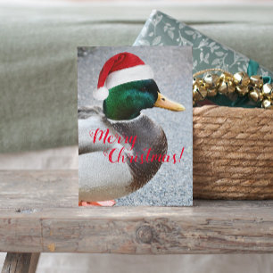 Carte Postale Canard de Mallard portant rouge Noël Noël