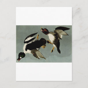 Carte Postale Canard de mer à œil d'or commun