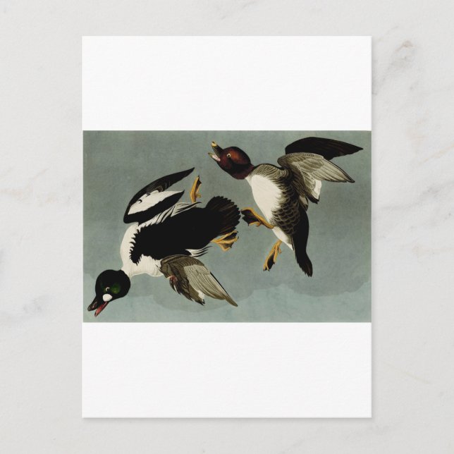 Carte Postale Canard de mer à oeil doré (Devant)