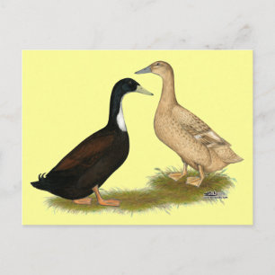 Carte Postale Canard de ponte hybride