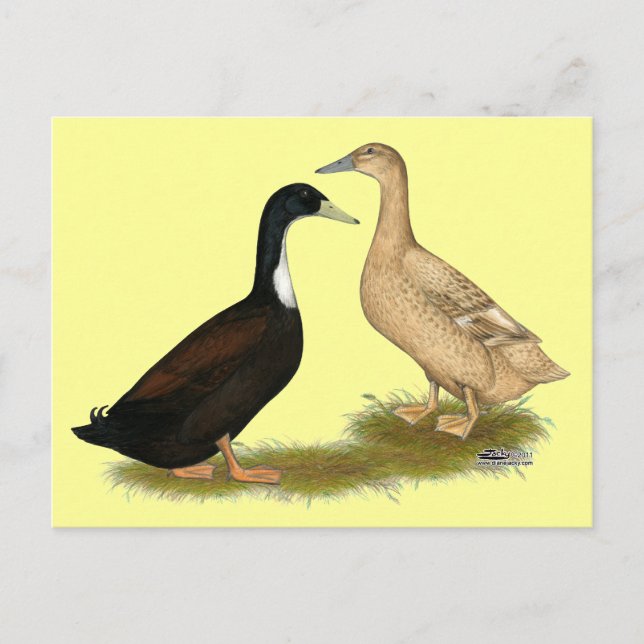 Carte Postale Canard de ponte hybride (Devant)