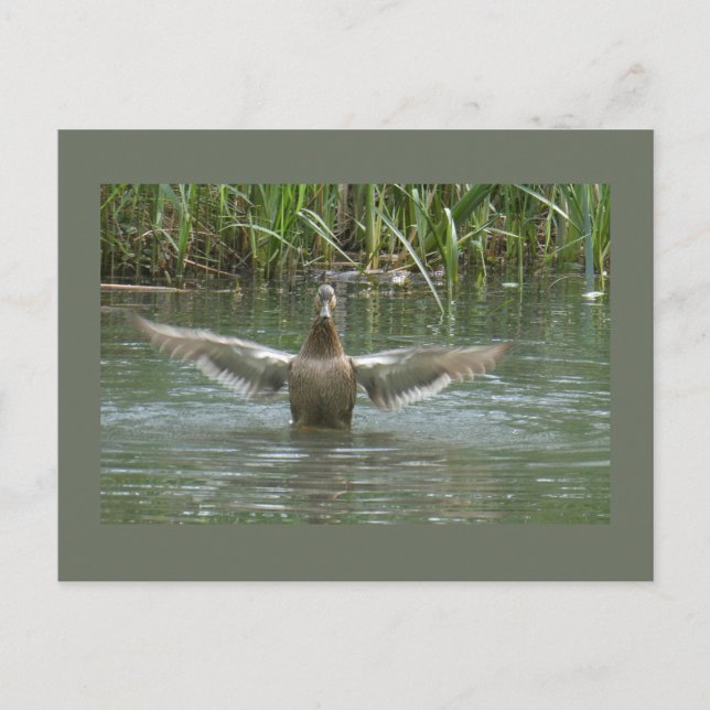 Carte Postale Canard de propagation des ailes do-it-yourself car (Devant)