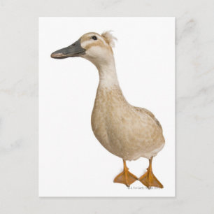 Carte Postale Canard de race féminine, 3 ans