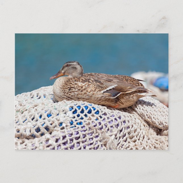 Carte Postale Canard de repos (Devant)