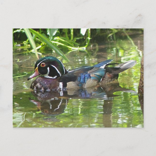 Carte Postale canard en bois (Devant)