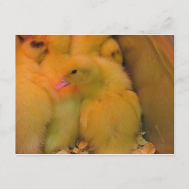 Carte Postale Canard éveillé (Devant)