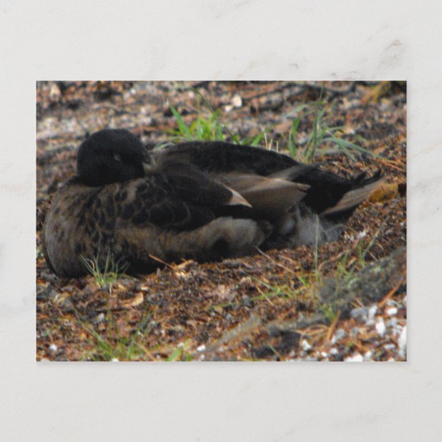 Carte Postale Canard Mallard dormant (Devant)