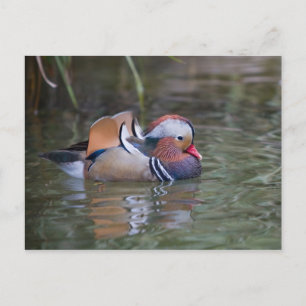 Carte Postale Canard mandarin