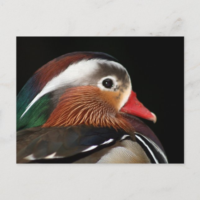 Carte Postale Canard mandarin (Devant)
