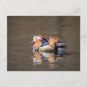 Carte Postale Canard mandarin