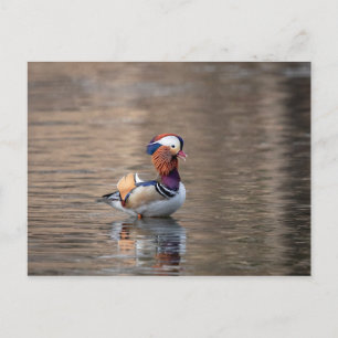 Carte Postale Canard mandarin