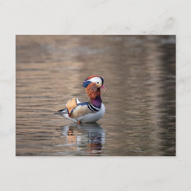 Carte Postale Canard mandarin (Devant)