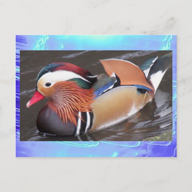 Carte postale - Canard mandarin (Devant)