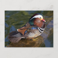 carte postale canard mandarin