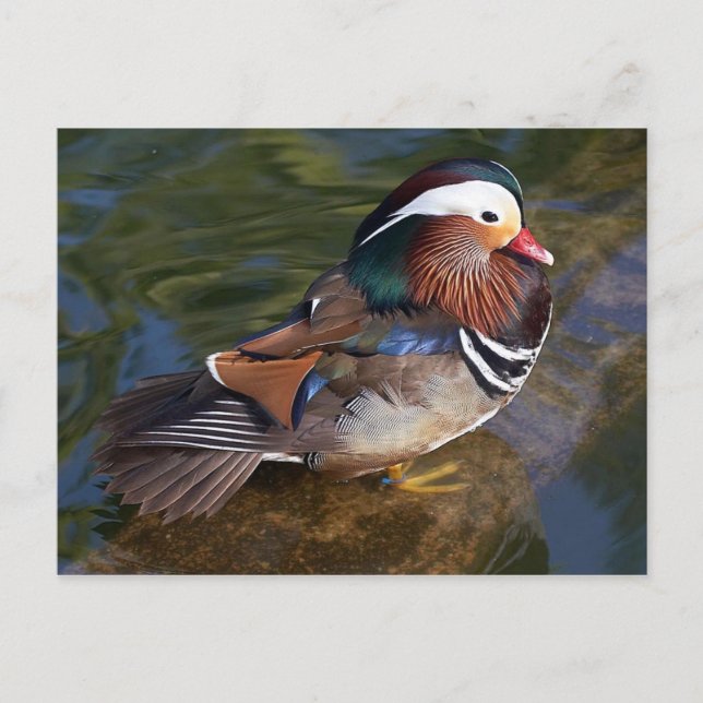 carte postale canard mandarin (Devant)