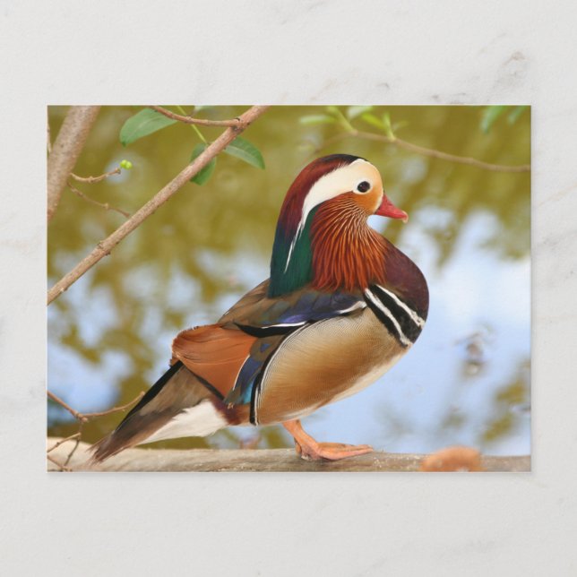 Carte Postale Canard mandarin (Devant)