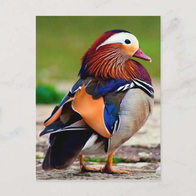 Carte Postale Canard mandarin (Aix galericulata) (Devant)