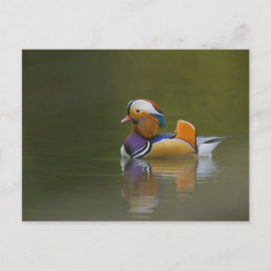 Carte Postale Canard mandarin sauvage Aix galericulata) sur fond