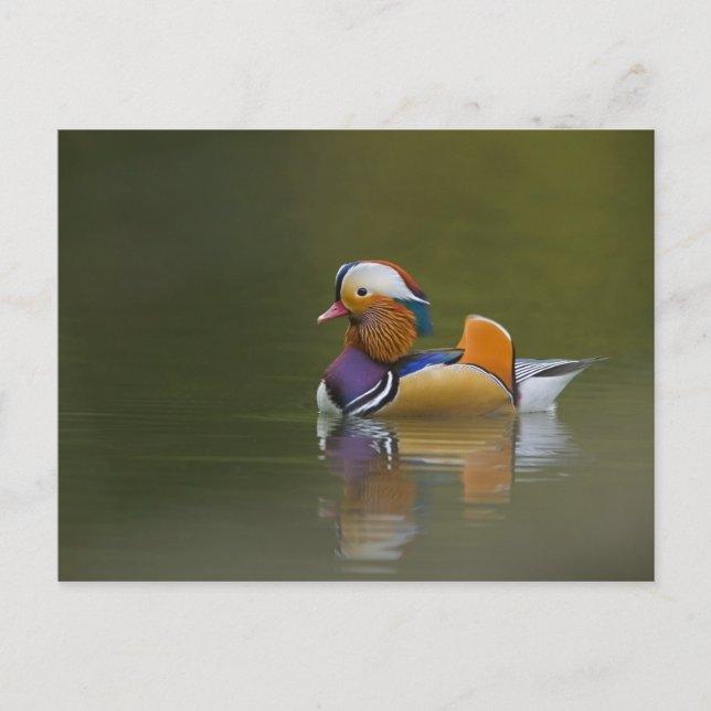 Carte Postale Canard mandarin sauvage Aix galericulata) sur fond (Devant)
