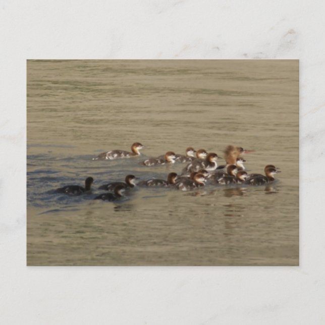 Carte Postale Canard merganser et canetons B17 (Devant)