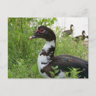 Carte Postale Canard musclé
