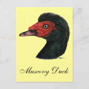Carte Postale Canard : Muscovy Head