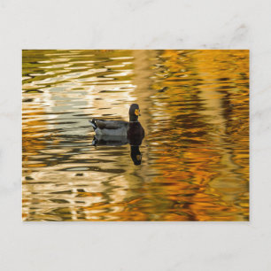 Carte Postale Canard noir
