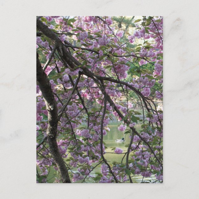 Carte Postale Canard parmi les fleurs de cerisiers (Devant)
