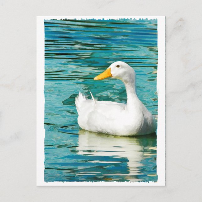 Carte Postale Canard Pekin blanc - Photo nature dans Réflexions (Devant)